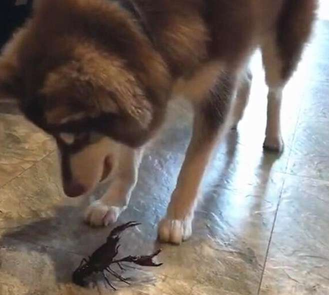 Alaska vs. crayfish, the dog tried many times but was helpless: How should I put it in my mouth?