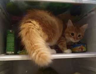 The orange cat keeps meowing in front of the refrigerator, Meow: Get out of the way, I want to go into the refrigerator to cool down!
