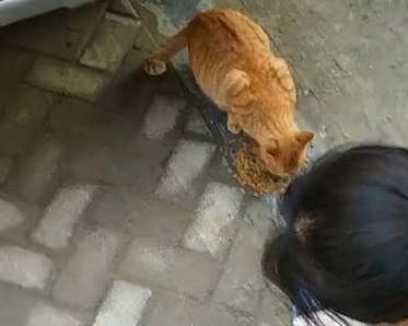 When a netizen was feeding stray cats, he felt a pair of eyes above his head staring at him