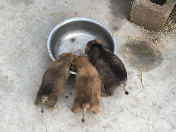 The tails of 3 local dogs will be cut off. I can't understand after asking why. ：Old ideas are really harmful to people