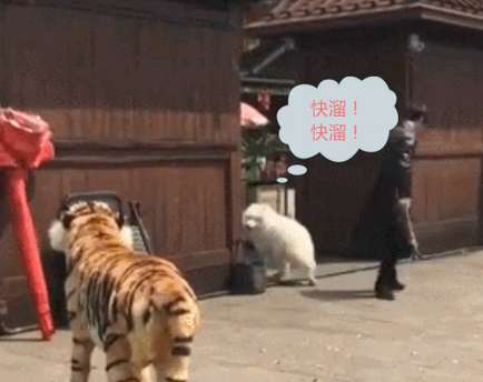Take a Samoyed Samoyed went out for a walk and met a fake tiger. Samoyed: I am being cautious.
