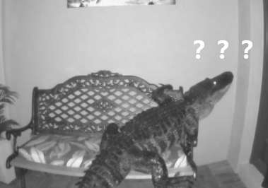 The crocodile broke into a house in the middle of the night and took a bite of the mural on the wall. The operation was incomprehensible