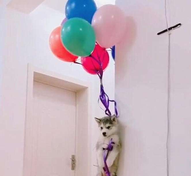 The husky was tied to a balloon, and the owner looked at it with a helpless face Love but smiled: Enjoy it