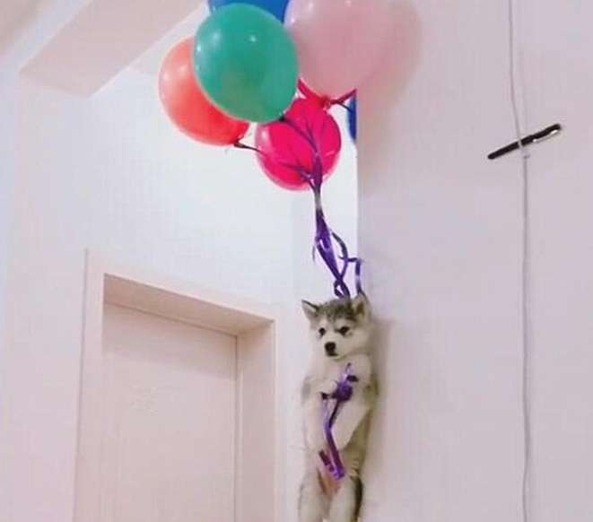 The husky was tied with a balloon, and the owner looked at it with a helpless face Love but smiled: Enjoy it