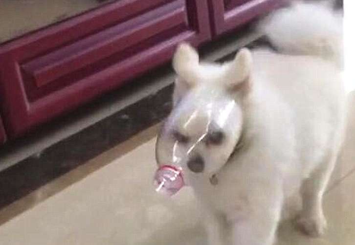 The dog was tricked into diving into a plastic bottle, and it was very angry when it was trapped