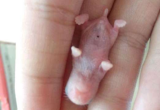 Female hamster After giving birth to 7 cubs, the woman held them in her hands and took photos to show off.