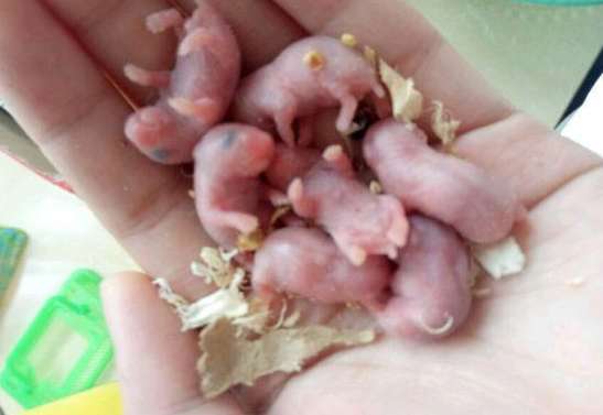 The mother hamster gave birth to 7 cubs, and the woman held them in her hands to take pictures and show off