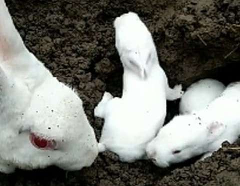 The man found a hole when he was pulling out the carrot. /></p><p>In addition, the smell of rabbits is relatively strong, so some scavengers will often take them to bathe. Some rabbits are timid and prone to stress reactions. It is better not to scavenge these rabbits. Help them bathe too much. If you usually take a bath, you should also help them dry their hair in time. </p> 
        </div>
        <div class=