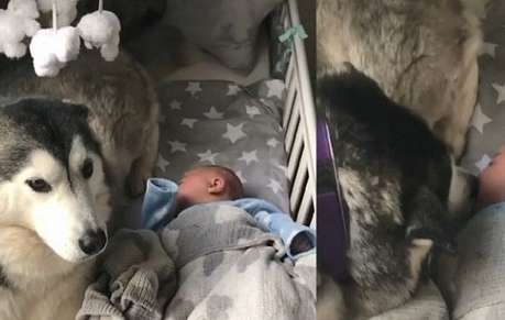Ever since the husky became the nanny for the little baby at home, Erha has become a big warm dog...