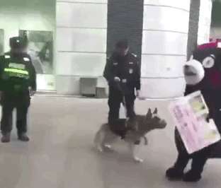 Internet celebrity Kumamon was chased and bitten by a police dog in the square. The police stopped and stood at attention. You are a police dog, not a shrew.