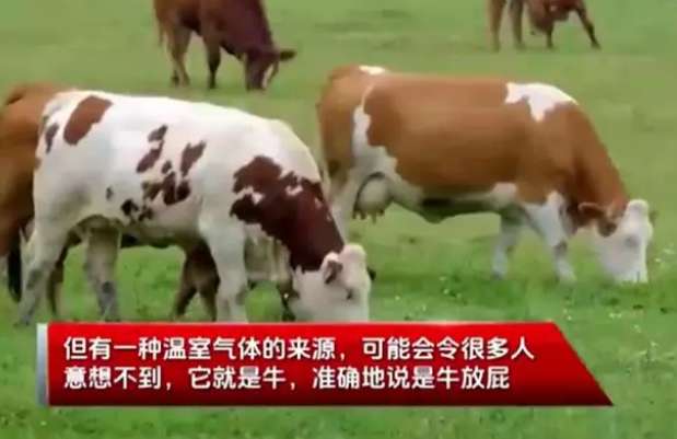 Unexpectedly! A cow's farts can last a day for a car to drive. Netizens will brag more in the future.