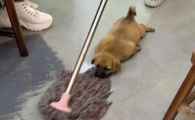 When the owner was mopping the floor, the dog bit the mop head and lay on the ground. The dog's mother has a bad mind.