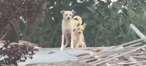 The house collapsed after the owner moved away, and the dog's mother lived with her children on the ruins and waited.