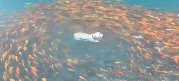 The dog jumped into a lake with koi fish, and a group of koi fish all circled around it.