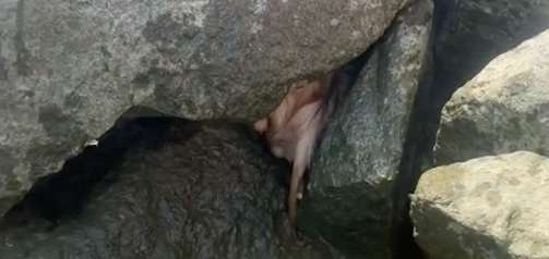 My brother encountered a dog stuck in a rock while he was swimming. He became a good friend after he rescued it.