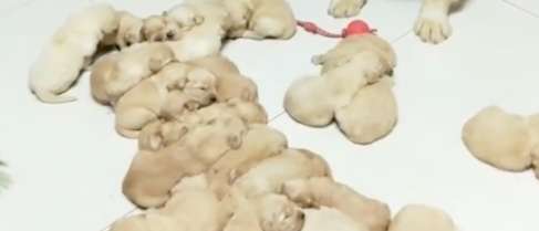 The golden retriever gave birth to many dog ​​babies, and other people’s homes were full of chicken feathers.