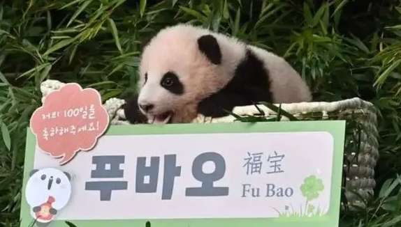 Tens of thousands of Koreans are vying to be a giant panda breeder assistant, but I don’t want a salary."