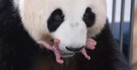 Giant panda Huani in South Korea gave birth to a pair of female twin cubs, and they are in stable condition