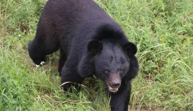 So scary! High speed shock! ! A couple encounters a real-life bear on their road trip!