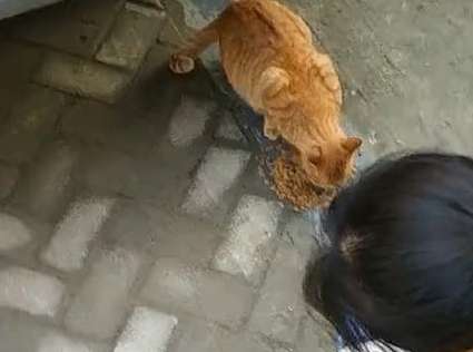 When a netizen was feeding a stray cat, he felt a pair of eyes staring at him above his head, and he looked up nervously.