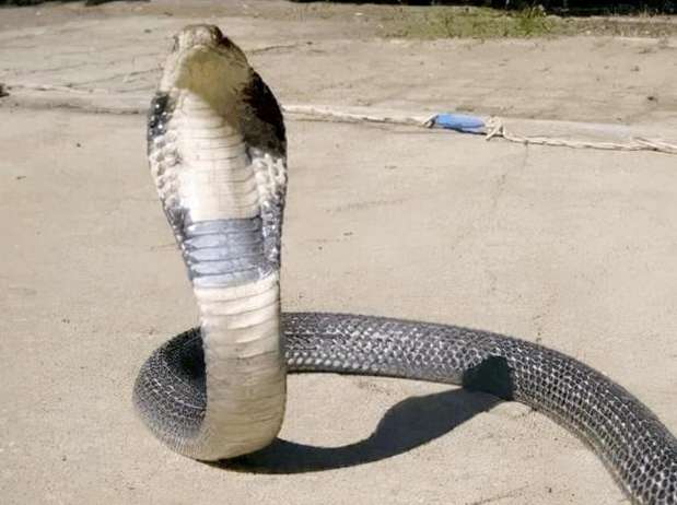 A man encountered a venomous snake on the roadside, caught it home and made soup. After cutting off the snake's head, it still spewed venom!