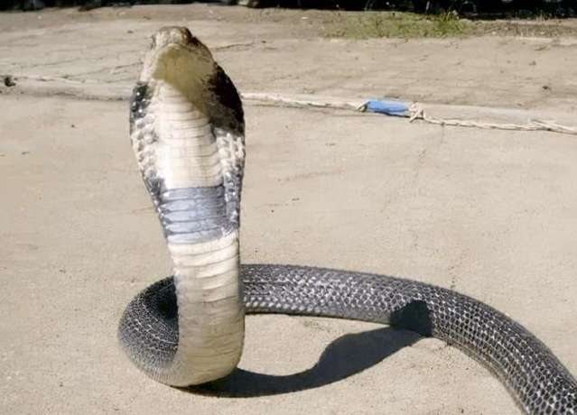 The venomous snake was caught and made into soup. Even after the snake's head was cut off, it still spewed venom!