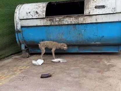 Stray dog ​​with docked tail, starved to the point of deformed legs