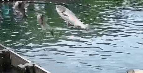 Three silver carps successfully jumped the sluice gate at the same time in West Lake, and they were lucky enough to land successfully three times in a row.