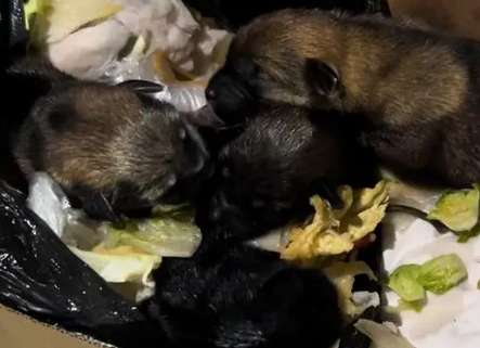 It’s a pity that the dog was dumped into the trash can soon after he was born