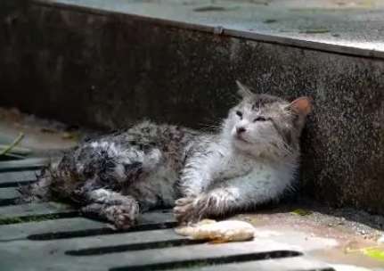 Facing rescue, the injured cat is full of panic