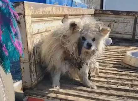 The old Pomeranian who was sold into a dog meat truck after his leg was broken has difficulty getting over his fear after being rescued