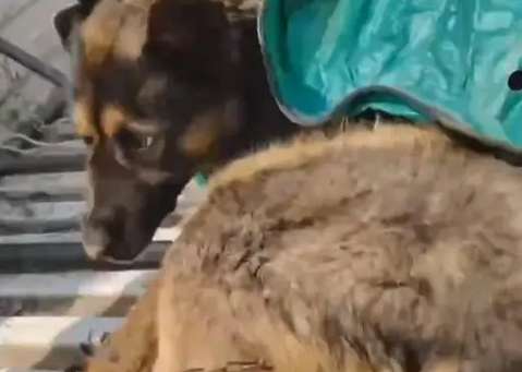 The shepherd dog was put into a sack and sold to a rescue center because it was said to bite people.