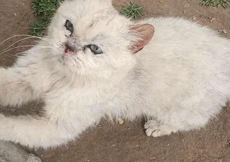 A cat that was abandoned because of its ugliness was rescued but could not escape the shadow of abandonment