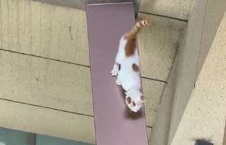 The kitten was trapped on a crumbling balcony. Kind-hearted neighbors found out and built a bridge of life...