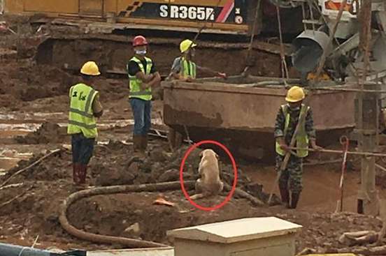 A stray Labrador accidentally broke into a construction site and became the envy of dogs all over the internet.
