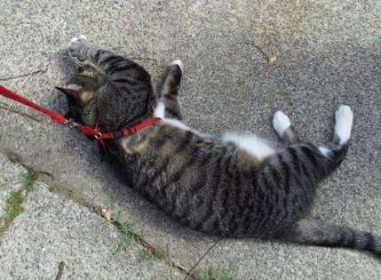 The first time I took my cat for a walk, my cat suddenly fainted