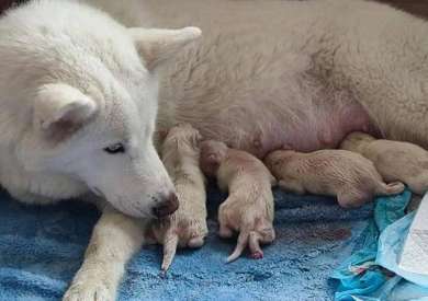 After trying artificial breeding of Arctic wolves, they went to the hospital for a check-up and were surprised to find a gift from God.