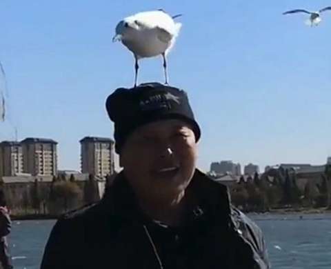 A seagull landed on my uncle’s head. My family planned to take a photo, but then they couldn’t hold their mobile phones safely.