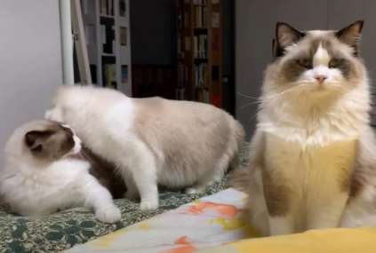 The Ragdoll cat can't stand the intimacy between two cats, so it turns its head to the owner arrogantly, the eyes are too real