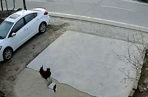Domestic chickens were lying in the middle of the road. The owner was about to spit out the fragrance, but after calling the monitoring system, I was moved.
