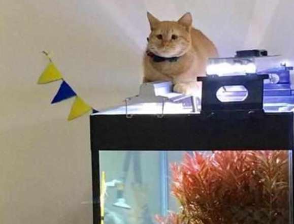 As soon as I walked in, I saw the cat lying on the fish tank. It looked like something was wrong and it was ruining your good deeds.