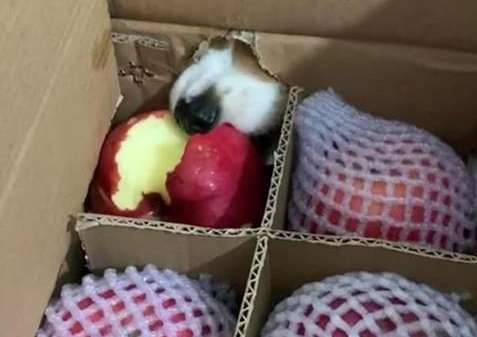 I opened the box and found that the apple was missing a bite. I was about to get angry, but when I saw it clearly, I was so cute.