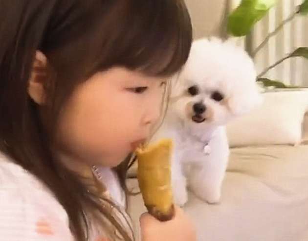 The dog's eyes widened when he saw his owner eating sweet potatoes: Can you give me a bite?