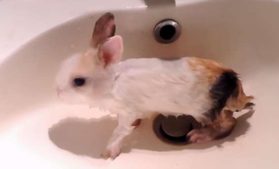 It was the first time for a woman to bathe a rabbit. She had no experience at first, but then she said that she was so cute.