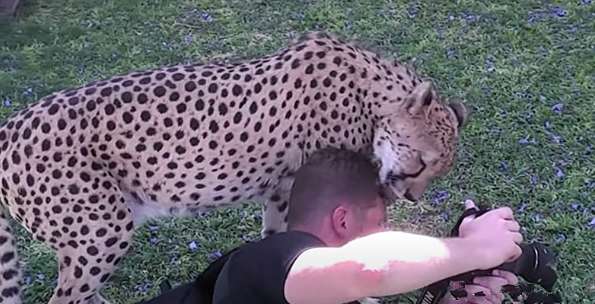 The man was focusing on taking pictures. Then he felt a little itchy on his head. He looked up and saw the leopard and didn't dare to move.