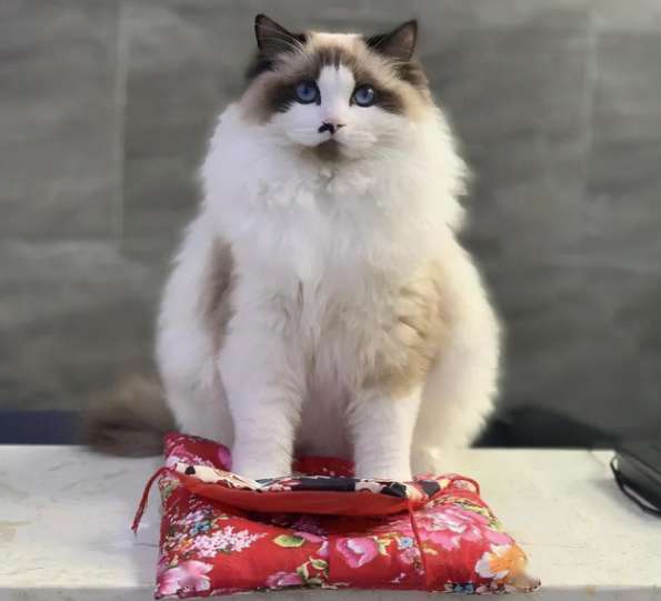 The precious ragdoll cat is used as a lucky cat, quietly waiting for the arrival of guests. I am very lucky.