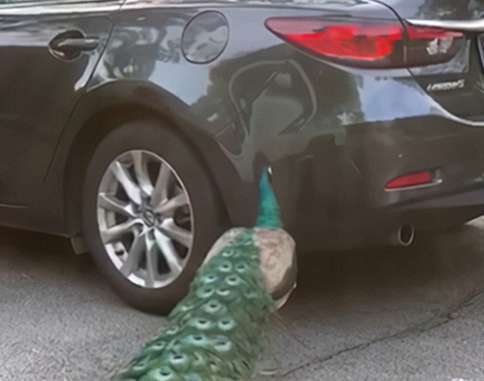 The car parked on the side of the road attracted the peacock. I originally wanted to take a photo, but after a few minutes I couldn’t laugh anymore.