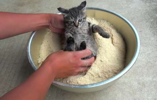 The cat was wrapped in rice bran powder. It was obviously trouble. It was only after understanding that I realized that I was helping it.
