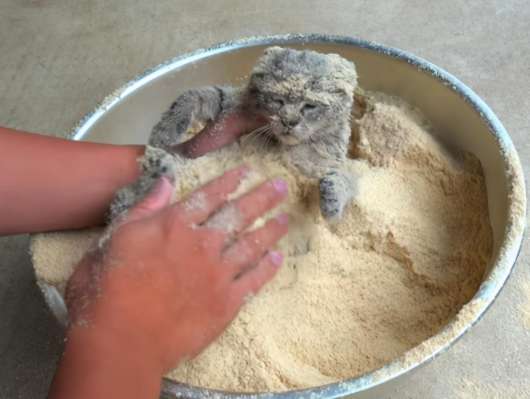 The cat was wrapped in rice bran powder. It was obviously a trouble. After understanding it, I realized that I was helping it.