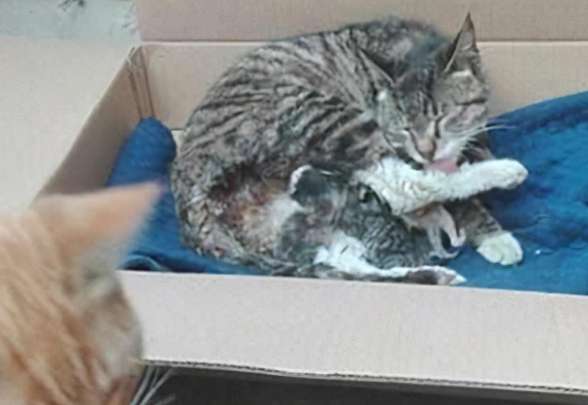 A mother cat gave birth to a litter of cubs, and the father cat took one look and shut down autistically: What does that mean?